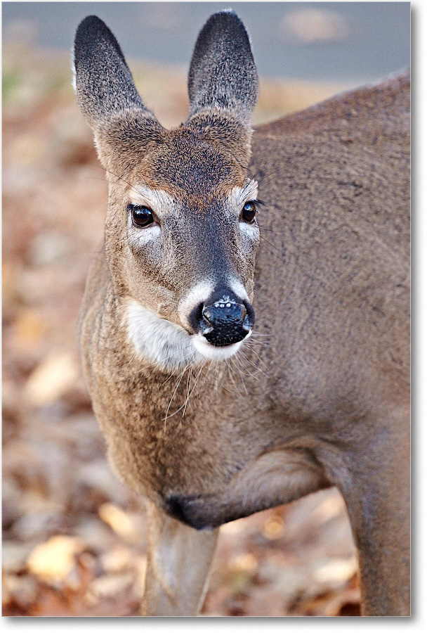 Deer_BigMeadows_2015Oct_D5A1977 copy