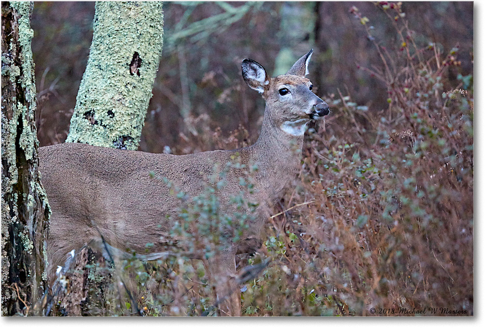 DeerDoe_SkylineDrive_2018Nov_3DXA1939 copy