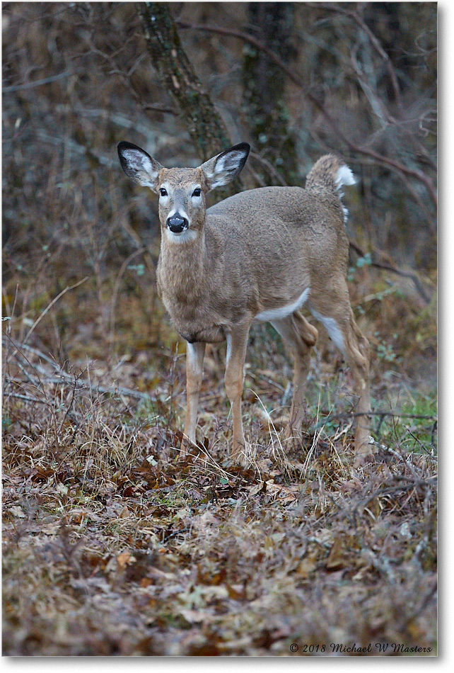 DeerFawn_SkylineDrive_2018Nov_3DXA1991 copy