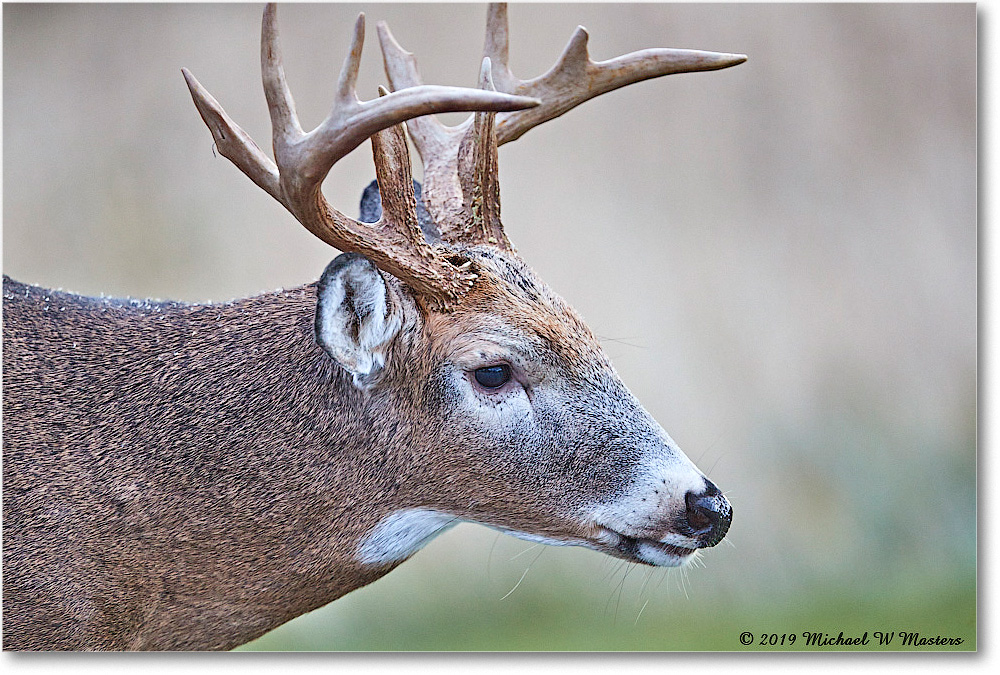 DeerBuck_BigMeadows_2019Oct_3DXA3263 copy