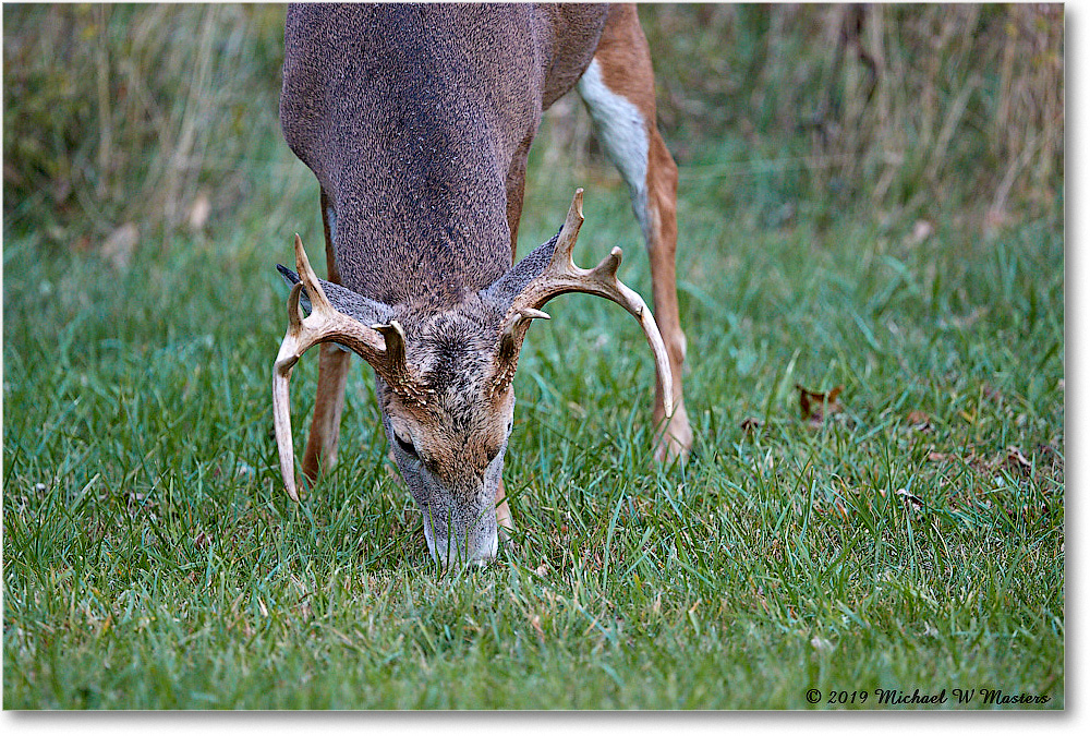 DeerBuck_BigMeadows_2019Oct_3DXA3271 copy
