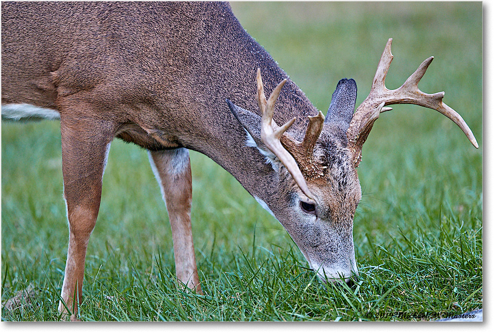 DeerBuck_BigMeadows_2019Oct_3DXA3305 copy