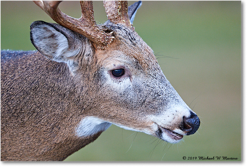 DeerBuck_BigMeadows_2019Oct_3DXA3327 copy