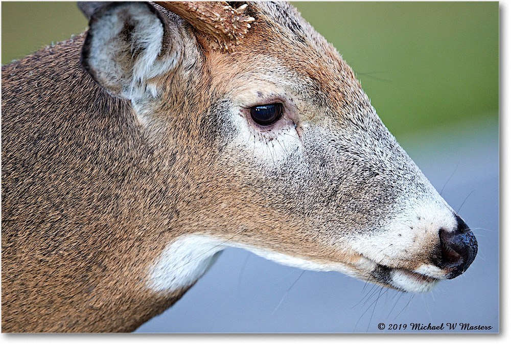 DeerBuck_BigMeadows_2019Oct_3DXA3332 copy
