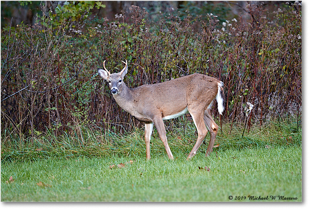 DeerBuck_BigMeadows_2019Oct_3DXA3446 copy