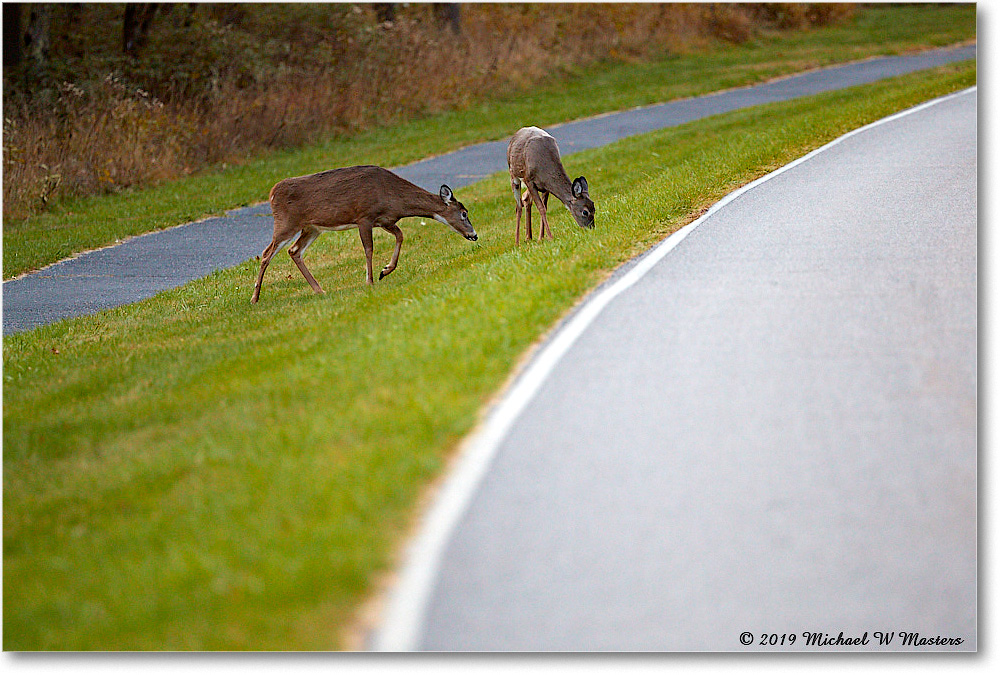 DeerDoeFawn_BigMeadows_2019Oct_3DXA3247 copy