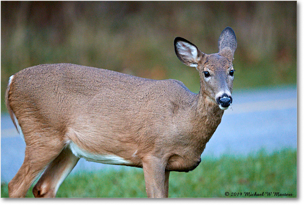 DeerDoe_BigMeadows_2019Oct_3DXA3241 copy