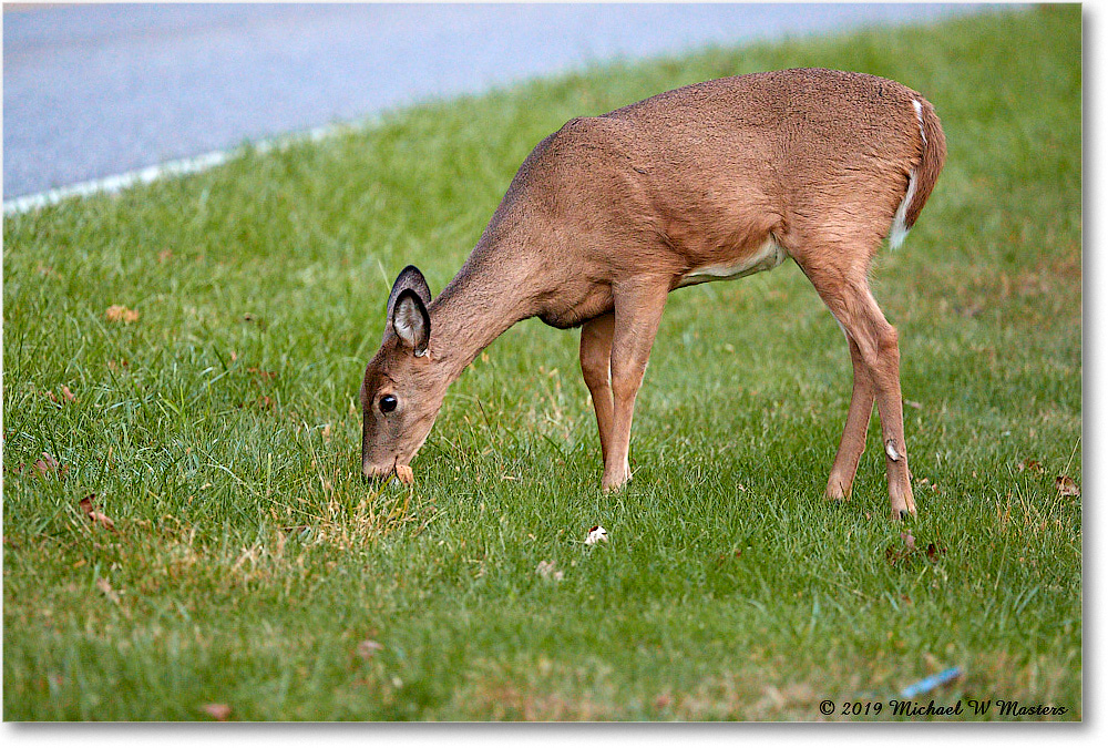 DeerFawn_BigMeadows_2019Oct_3DXA3235 copy