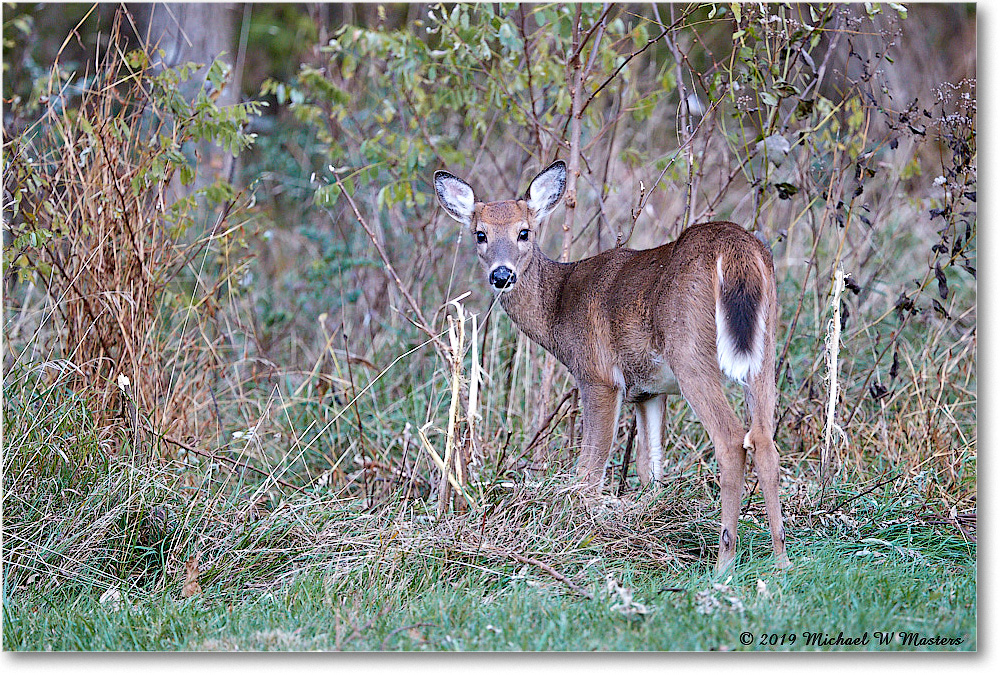DeerFawn_BigMeadows_2019Oct_3DXA3360 copy