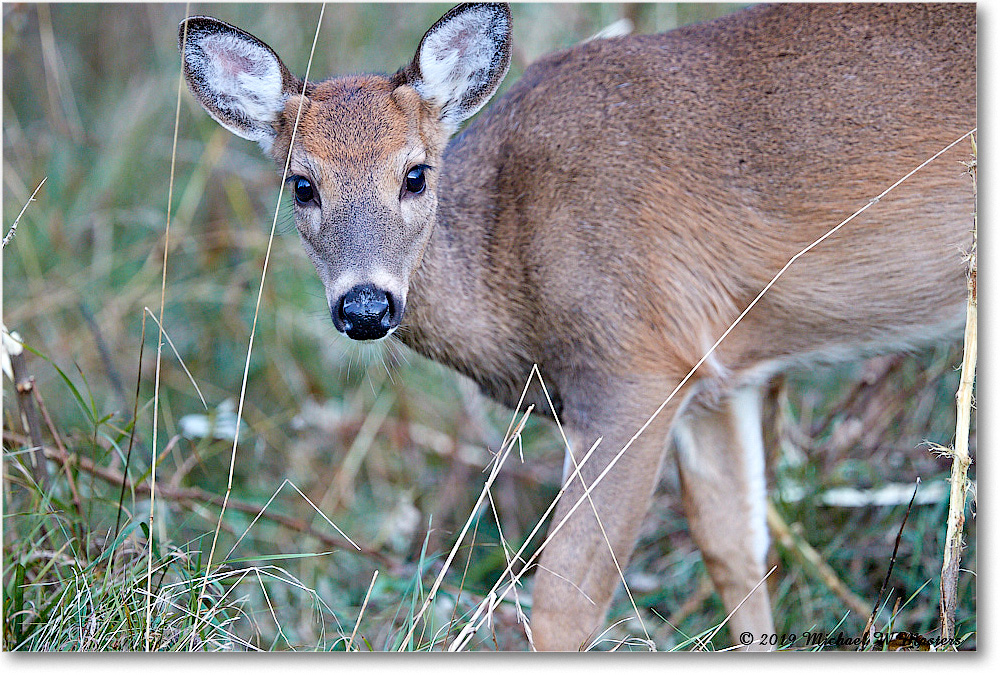 DeerFawn_BigMeadows_2019Oct_3DXA3371 copy