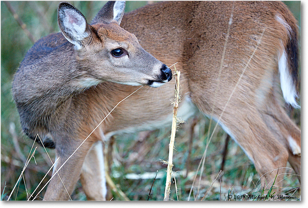 DeerFawn_BigMeadows_2019Oct_3DXA3403 copy
