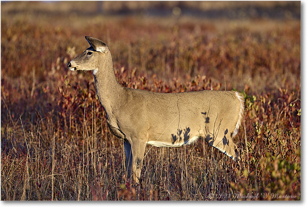 051-Deer_BigMeadows_2021Oct_R5A05317 copy