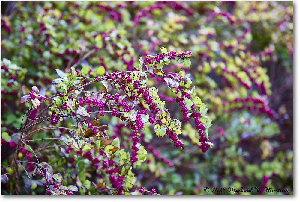Berries_ByrdVisitorCenter_2022Oct_5DB02583 copy
