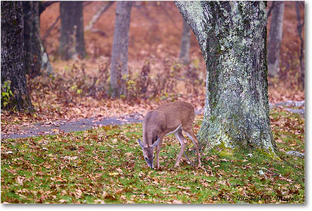 Deer_BigMeadows_2022Oct_R5B09377 copy
