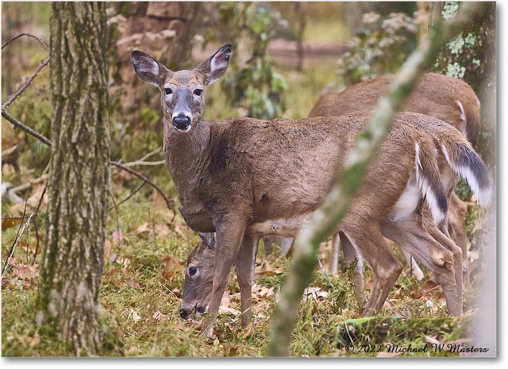 Deer_BigMeadows_2022Oct_R5B09397 copy