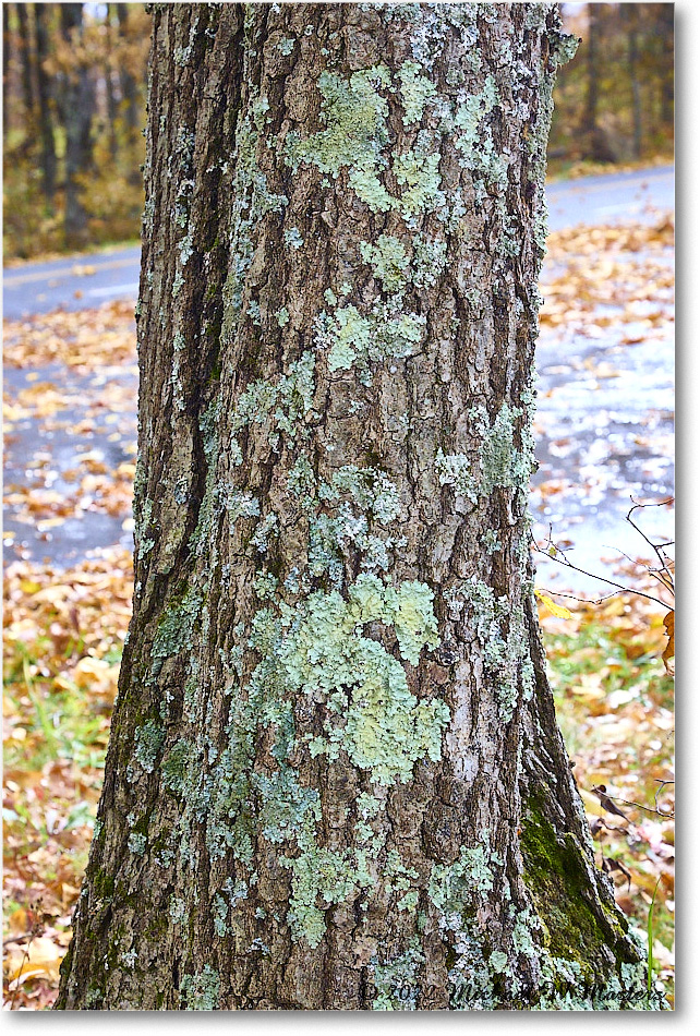 FranklinCliffsOverlook_SkylineDrive_2022Oct_R5A19745 copy